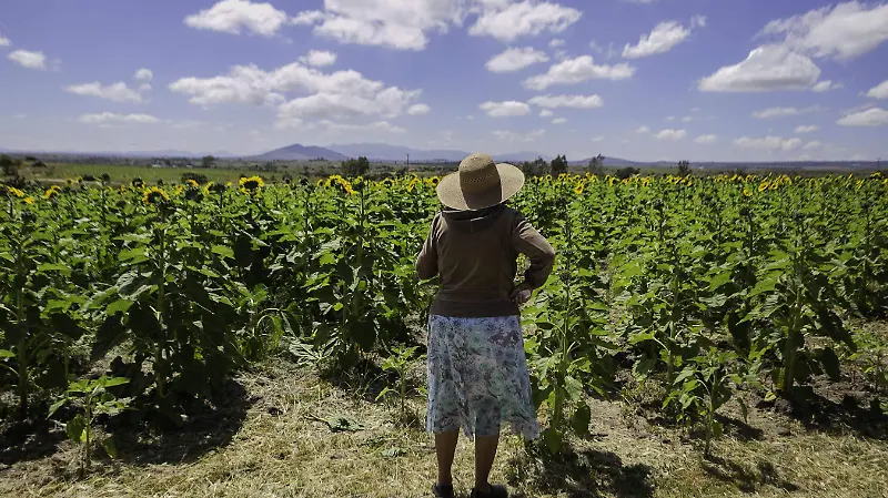 Temporada de girasoles 7
